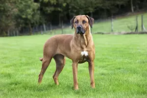 Rhodesian Ridgeback