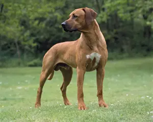 Rhodesian Ridgeback