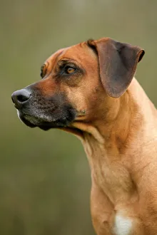 Rhodesian Ridgeback dog