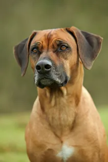 Rhodesian Ridgeback dog