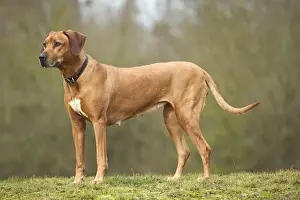 Rhodesian Ridgeback