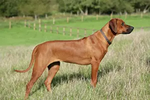 Rhodesian Ridgeback dog