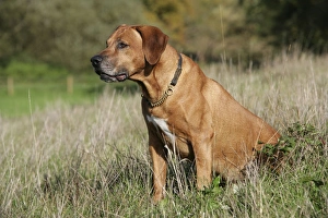Rhodesian Ridgeback - sitting