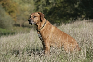 Rhodesian Ridgeback - sitting
