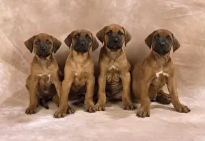 Litter Prints: Rhodesian Ridgeback Dog - puppies