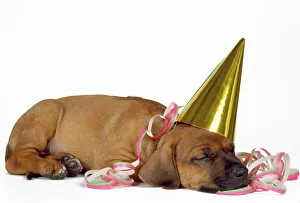 Images Dated 24th February 2011: Rhodesian Ridgeback Dog - puppy asleep wearing party hat and streamer