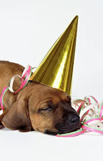 Celebrations Collection: Rhodesian Ridgeback Dog - puppy asleep wearing party hat & streamer