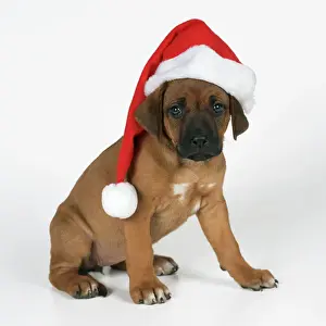 Hats Prints: Rhodesian Ridgeback Dog - puppy wearing Christmas hat