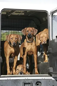 Rhodesian Ridgeback dogs in a Landrover