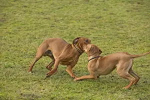 Wheaten Prints: Rhodesian Ridgeback - two fighting / playing