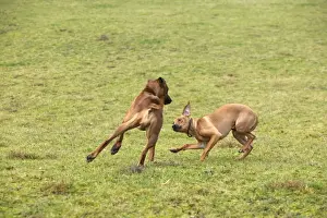 Rhodesian Ridgeback - two fighting / playing with one showing submissive behaviour