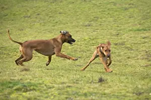 Rhodesian Ridgeback - two fighting / playing with one showing submissive behaviour