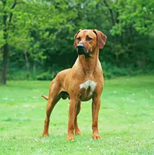 Rhodesian Ridgeback JD 16039 © John Daniels / ARDEA LONDON