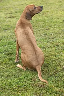 Rhodesian Ridgeback - sitting