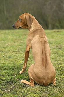 Rhodesian Ridgeback - sitting