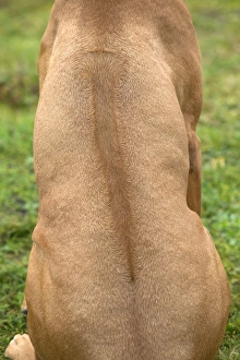 Rhodesian Ridgeback - sitting
