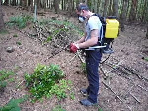 Images Dated 3rd September 2010: Rhododendron Eradication - spraying with herbicide