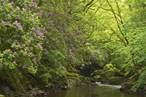 Rhododendron growing in Welsh Forest