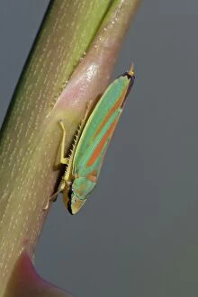 Images Dated 24th September 2006: Rhododendron Leaf-hopper - resting on plant stalk, Lower Saxony, Germany
