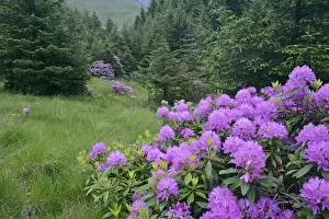 Shrub Prints: Rhododendron lilac coloured shrubs on forest clearing Glen Etive