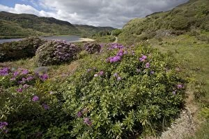 Invasive Gallery: Rhododendrons