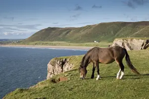 Wales Prints: Rhossili - with Horse grazing near cliff edge - Worms Head, Gower, Wales, UK