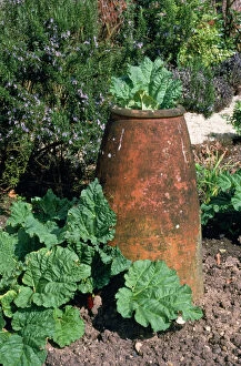 Images Dated 31st August 2007: Rhubarb - grown in pots UK