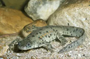Newt Prints: Ribbed Newt