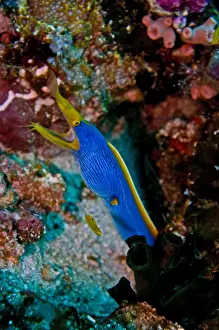 Eels Prints: Ribbon Eel - male - Indonesia