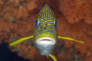 Images Dated 24th July 2019: Ribbon Sweetlips - in front of orange coral - Blue Magic dive site, Mioskon, Dampier Straits