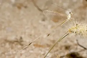 Ribbon Tail / Wing / Lacewing - Abu Dhabi - United Arab Emirates