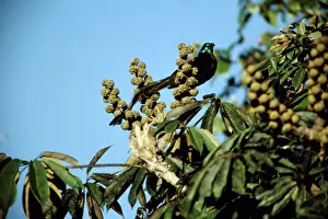 Ribbon-tailed Astrapia - Nothofagus forest, Papua New Guinea, mountains in eastern central New Guinea JPF29612