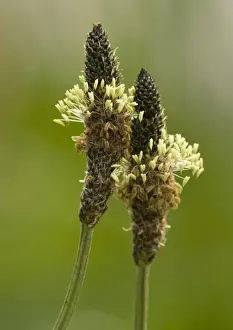 Plantain Prints: Ribwort plantain, in flower