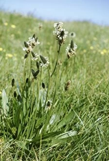 Images Dated 7th March 2006: Ribwort Plantain Also known as: soldiers and sailors, fighters, hard-heads, fire-weed