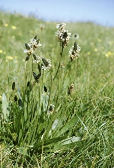 Images Dated 7th March 2006: Ribwort Plantain Also known as: soldiers and sailors, fighters, hard-heads, fire-weed