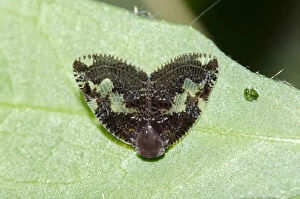 Images Dated 2nd September 2020: Ricaniid Planthopper - with semi transparant wings on leaf - Klungkung, Bali