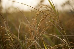Rice crops - close up