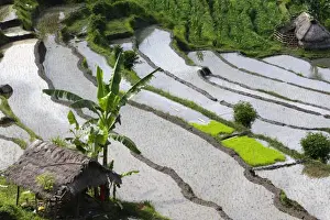Paddies Prints: Rice fields / paddies / terraces near Sidemen in Bali - Indonesia