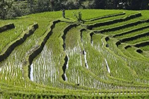Rice fields / paddies / terraces in Papuan in Bali