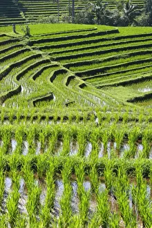 Rice fields / paddies / terraces in Papuan in Bali - Indonesia