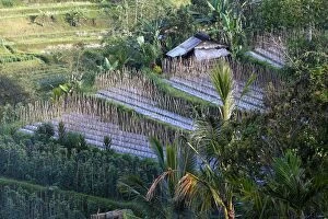 Images Dated 4th October 2008: RICE FIELDS TERRACES IN BALI