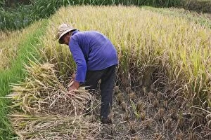 Rice harvest in Bali - Old farmer in the rice fields