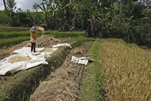 Images Dated 3rd October 2008: Rice harvest - farmer separating the rice grain