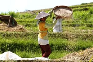 Rice harvest - farmer separating the rice grain