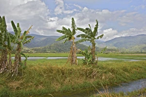 Banana Gallery: Rice paddy, Morowali Nature Reserve, Soyojaya