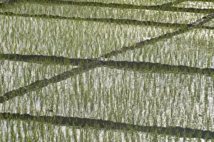 Plant Texture Prints: Rice Paddy - This is replanted rice
