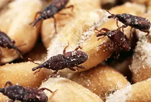 Grain Prints: Rice Weevils Infestation in wheat grains