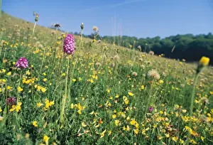 Orchids Prints: Rich Chalk Grassland - with flowers including Orchids & Trefoil Oxon, UK