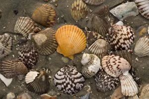 Images Dated 17th March 2006: Rich and varied shell fauna on the beaches of San Ignacio lagoon, West coast of Baja California