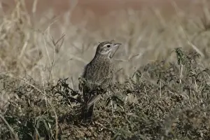 Pipit Prints: Richards / Australian Pipit Sewage Ponds, Alice Springs, Northern Territory, Australia